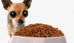 经常换狗粮对狗狗好吗