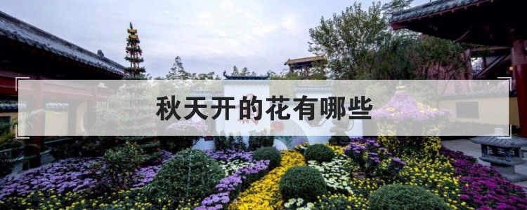 秋天开的花有哪些