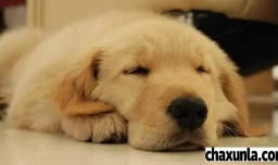 狗狗精神状态不佳怎么办