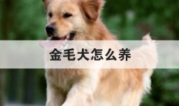 金毛犬怎么养