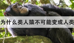 为什么类人猿不可能变成人类