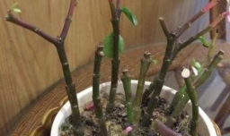 金枝玉叶花烂根了怎么处理