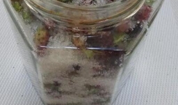 怎样做美味的桑葚甜酿？