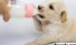 一个月的小狗可以吃什么