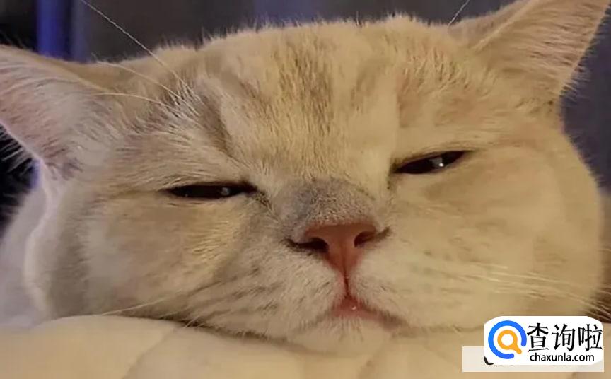 猫咪跑丢了怎么找回