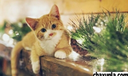 需要给猫准备哪些玩具