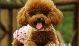 养宠物的坏处有哪些？