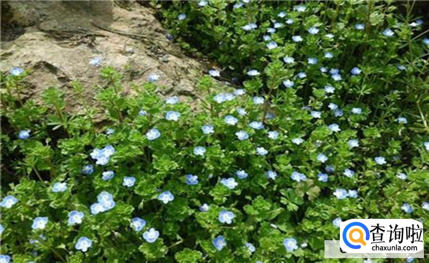 婆婆纳的养殖方法和注意事项有哪些