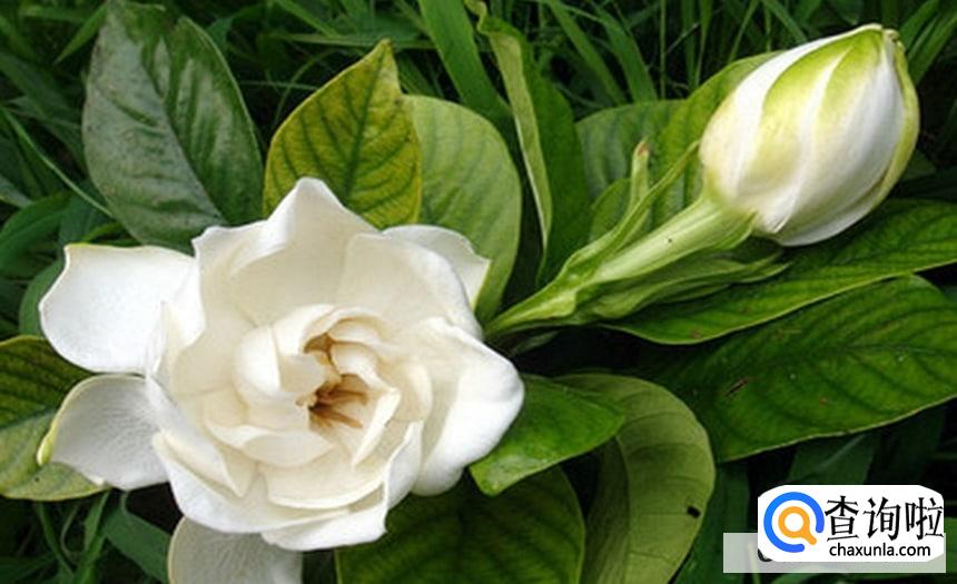 如何养护栀子花