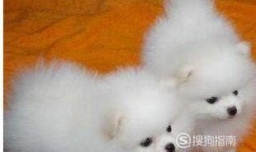 博美犬哈多丽怎么挑选