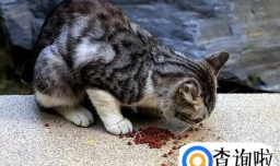 猫咪吃什么猫粮好，这3点内容一定要知道