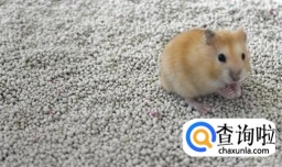 仓鼠如何过夏天 仓鼠夏天怎么养不臭