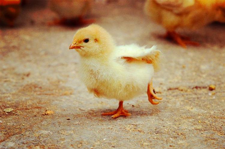 明月依旧照乾坤的生肖