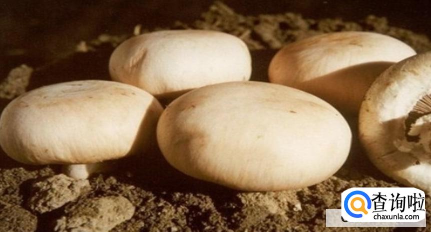 蘑菇怎样保存和保鲜