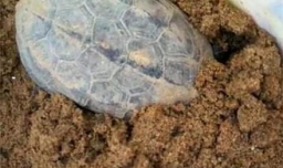 关于小乌龟冬眠的准备