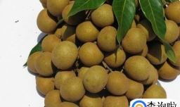 吃完的龙眼核种成盆摘