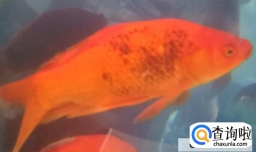 红锦鲤鱼突然身上变黑怎么办