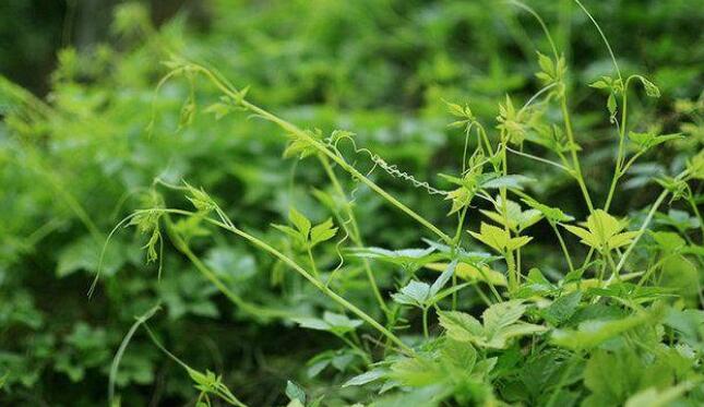 绞股蓝的副作用有哪些