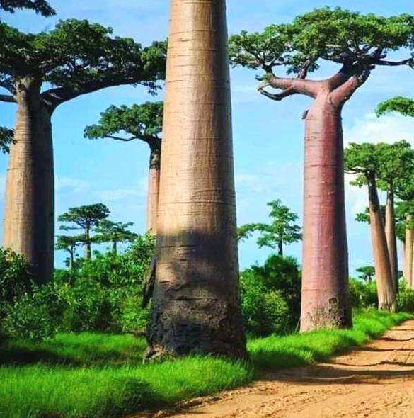 世界上最高的树