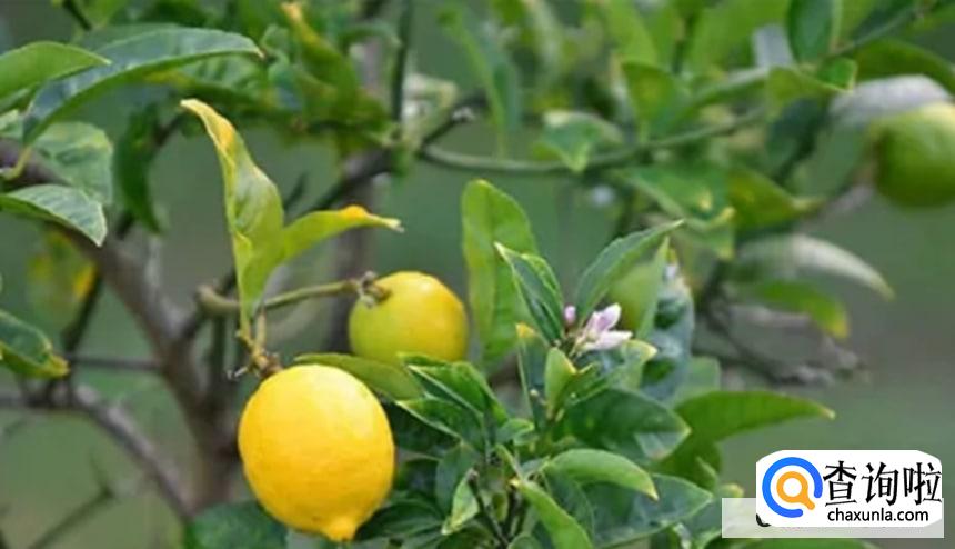 种植柠檬苗时要注意哪些事项