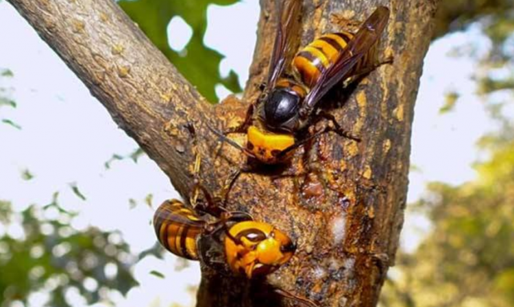 马蜂蛰了怎么办