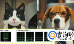 猫和狗为什么水火不相容