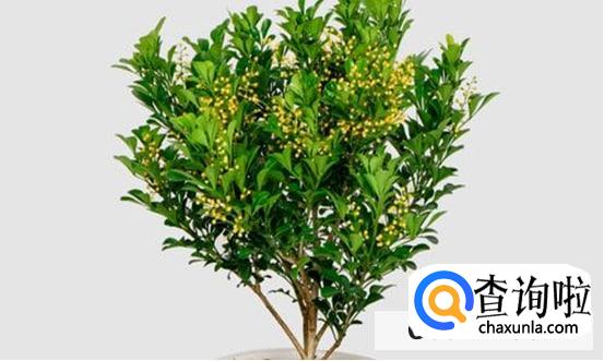 怎么养米兰花才长得好