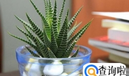 养水培条纹十二卷需要注意什么？