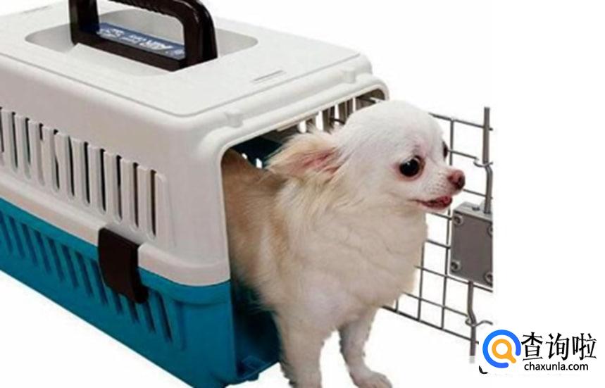 如何快递宠物到别的城市