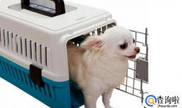 如何快递宠物到别的城市