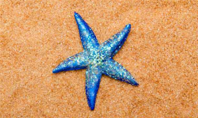 海星能吃吗