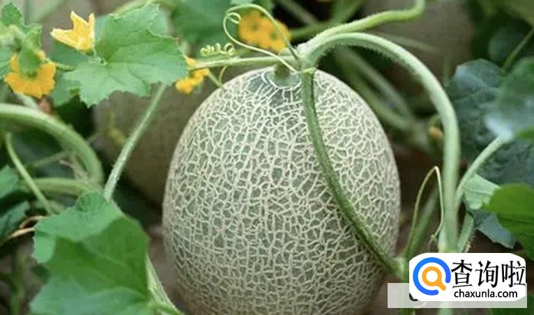 吃哈密瓜的益处有哪些