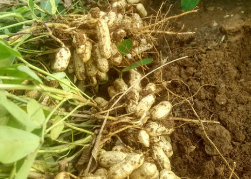 花生收获季节几月份 