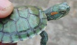 养龟的六大忌是什么？