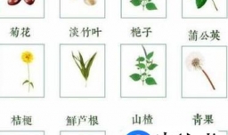 夏青菊配方是什么？