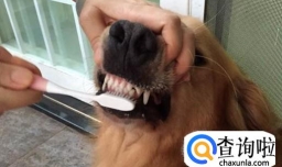 狗狗需要刷牙吗？为什么？