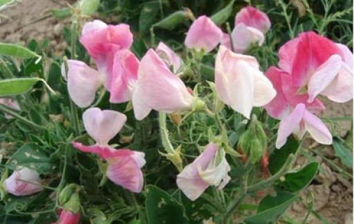 哪种花能摆放久一些