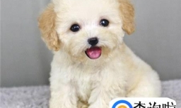 泰迪犬怎样断尾