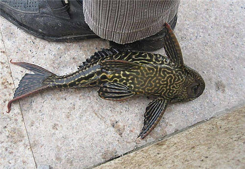 清道夫有什么危害