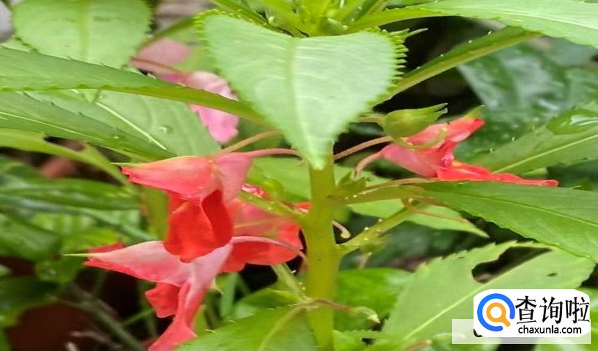 凤仙花的作用与功效