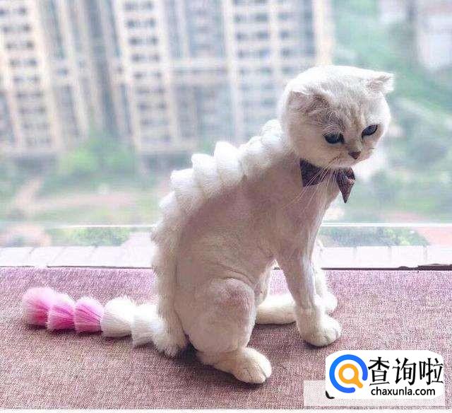 防止猫脱毛有什么办法