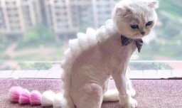 防止猫脱毛有什么办法