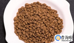 无毛猫的喂养方法