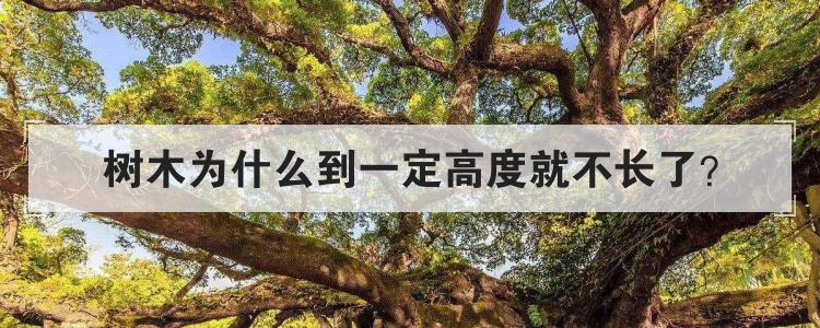 树木为什么到一定高度就不长了