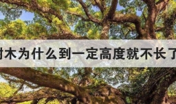 树木为什么到一定高度就不长了