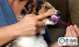 去除狗狗口臭的方法