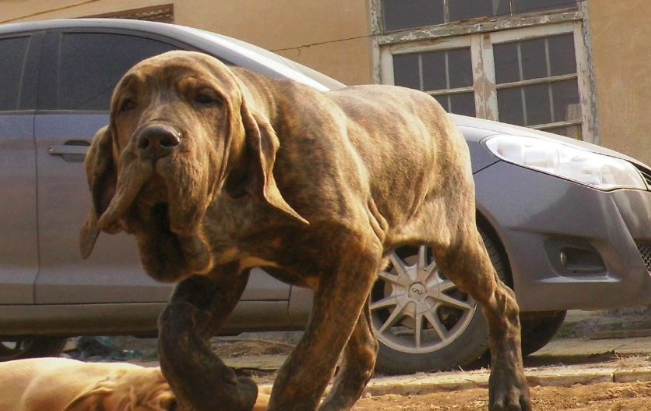 世界十大名犬排行榜