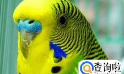 虎皮鹦鹉不吃食怎么办