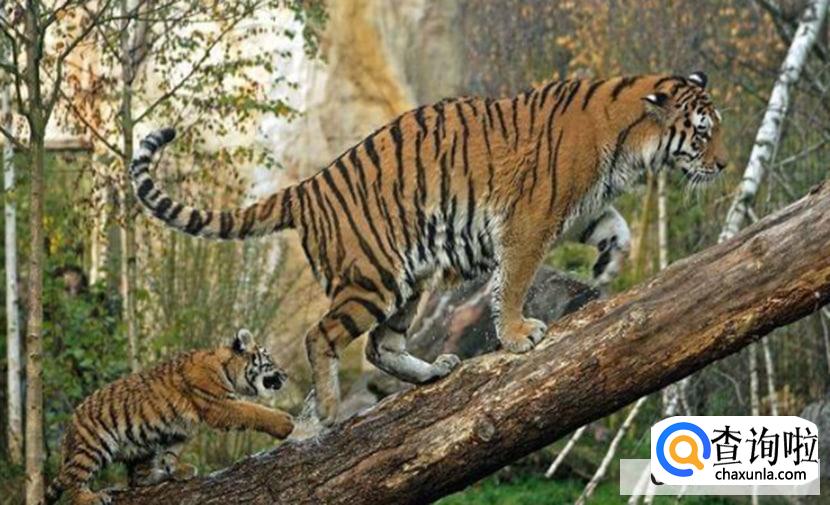 遇到老虎装死行不行