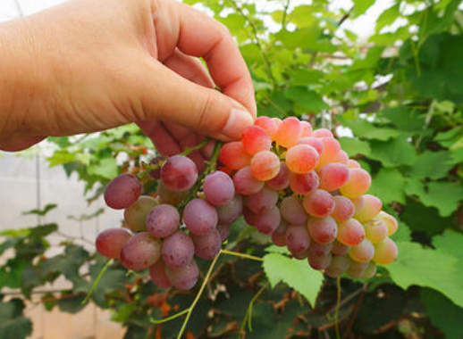 葡萄没熟可以吃吗